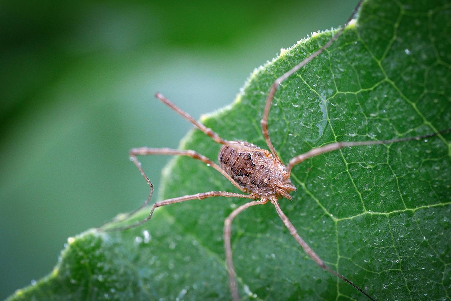 Сенокосец. Автор: Калёв Сергей , Калёв Сергей