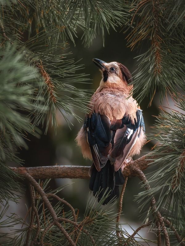 наблюдения за птицами, сойка кавказская, сойки, сойка, птицы, портреты птиц, эмоции, лето, лето2025 Сойка (кавказский подвид)photo preview