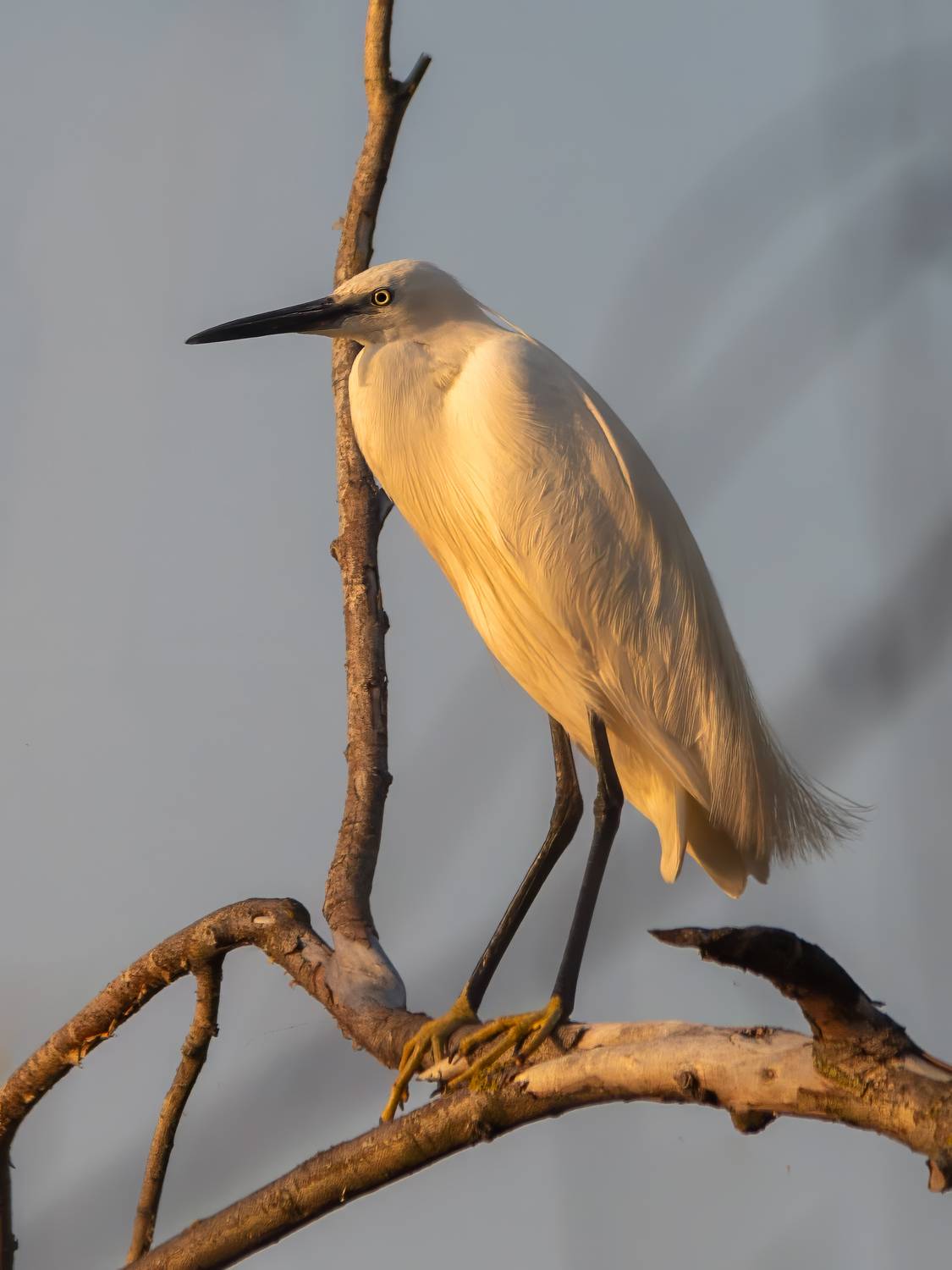 Малая белая цапля. Автор: Пронин Денис природа, птицы, животные, дикая природа, цапля, wildlife, nature, canon, Пронин Денис