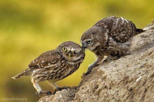 Little Owls