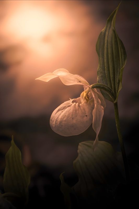 макро, macro, цветы, flowers, лето, summer Венерин Башмачокphoto preview