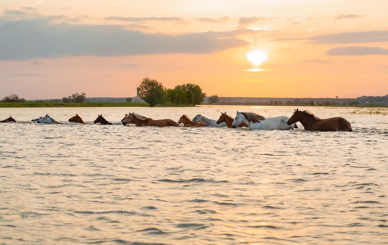 астраханская область, волга, дельта, астраханский государственный биосферный заповедник, лето, весна, рассвет, река, вода, днём, лошадь, животные, птицы, лебедь, на берегу, у воды, Серия «Животные у воды»photo preview