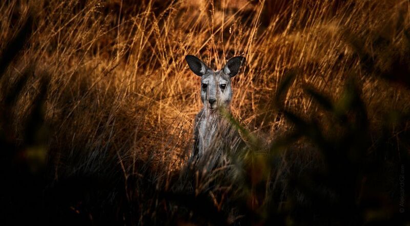 Ухастый зверphoto preview