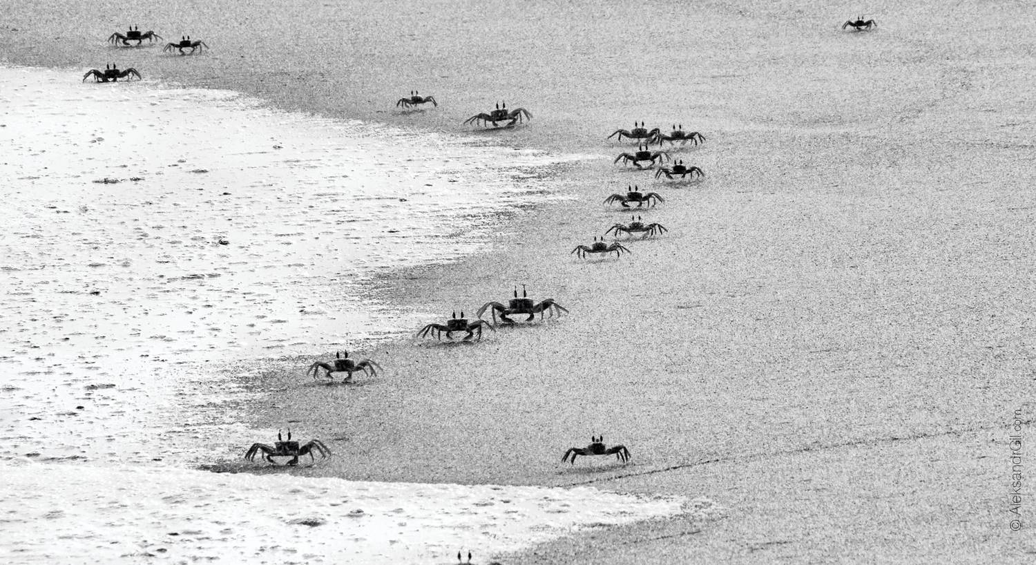 , Гиль Александр