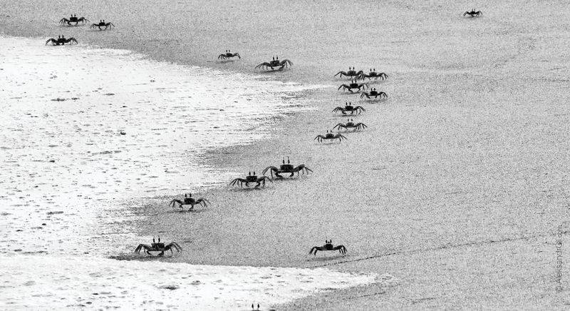 Песчаный дозорphoto preview