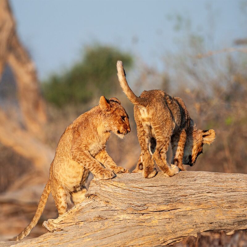 Львятаphoto preview