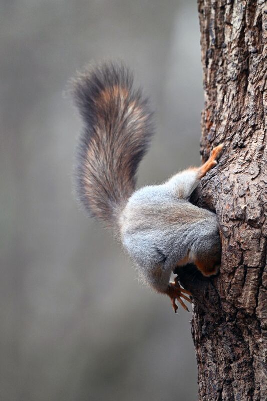 Половина белочкиphoto preview