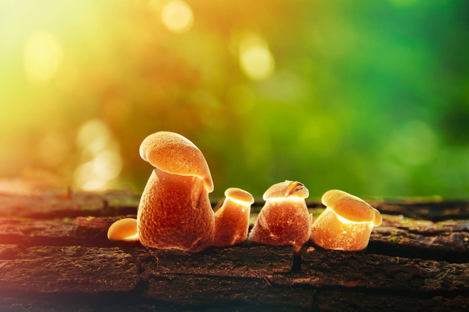 Грибы. Автор: Валерий Вождаев грибы, Валерий Вождаев