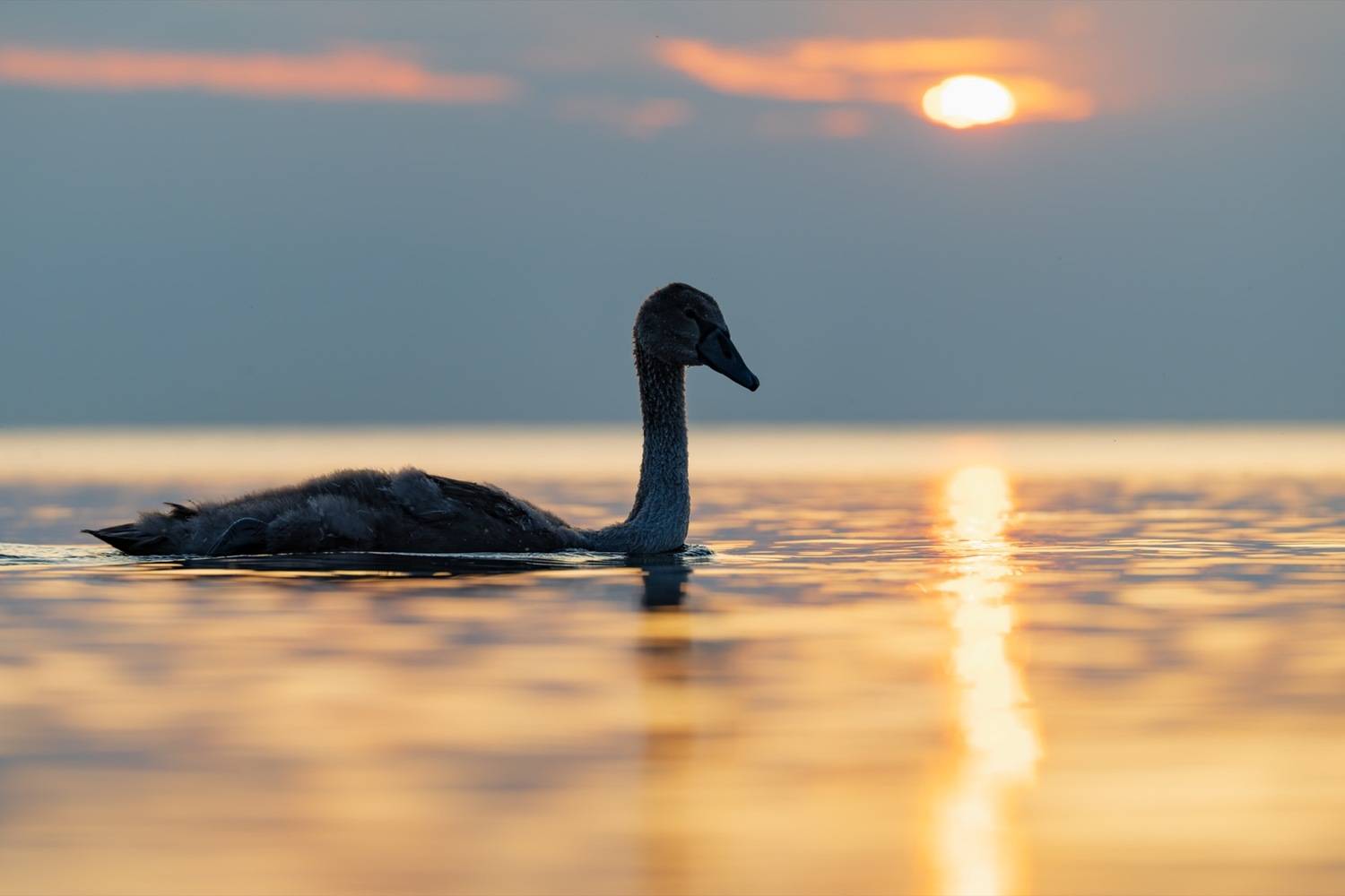 закат, лебедь, лебедь шипун, лебедь-шипун, финский залив, птенец, Руслан Pl