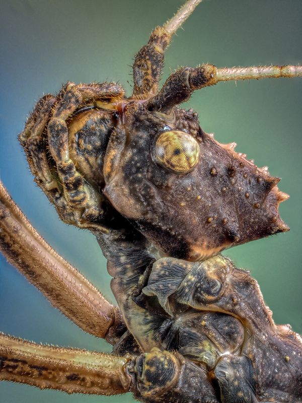 Палочник.photo preview