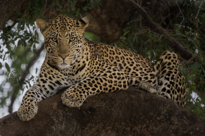 worldphototravels, mikereyfman, wildlifephotography, naturephotography, photoworkshop, photosafari Leopard in a Mashatu tree, Botswanaphoto preview