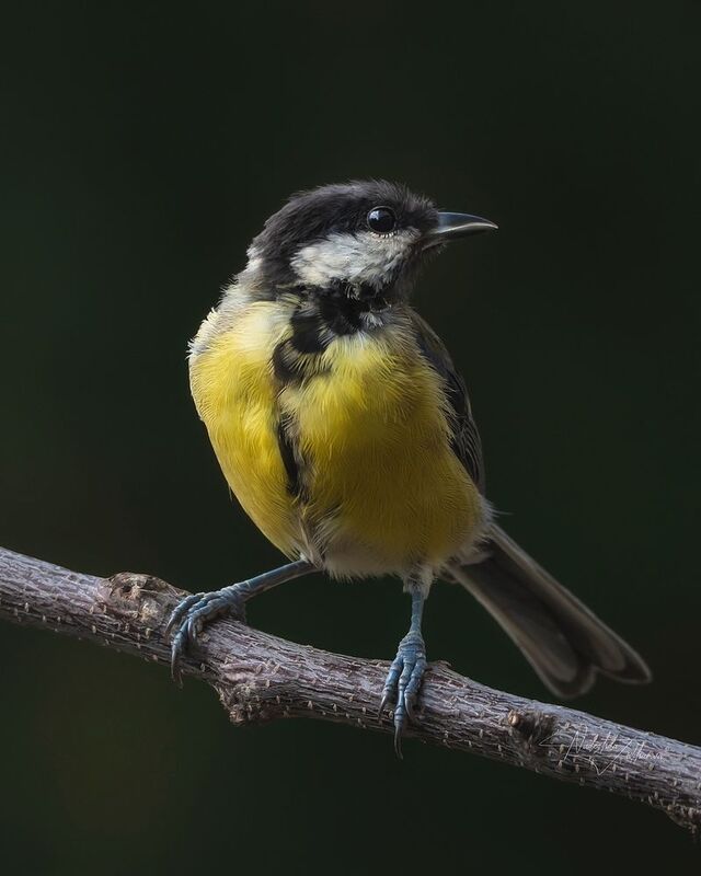 наблюдения за птицами, синица, синичка, большая синица, птицы, портреты птиц, эмоции, лето, лето2025 Синичкин детЬphoto preview