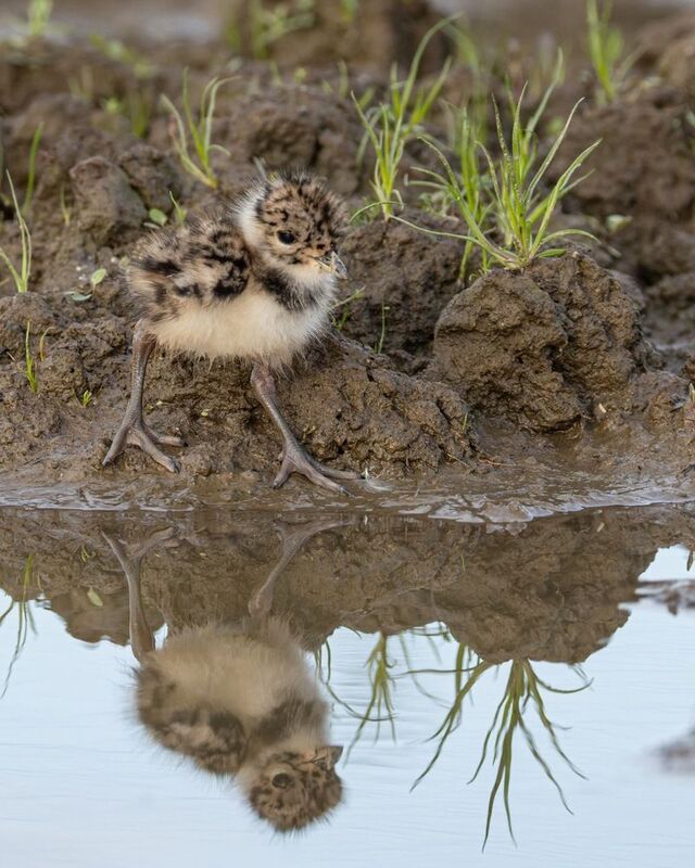 чибисенок, чибис, птицы, птенец Чибисенокphoto preview