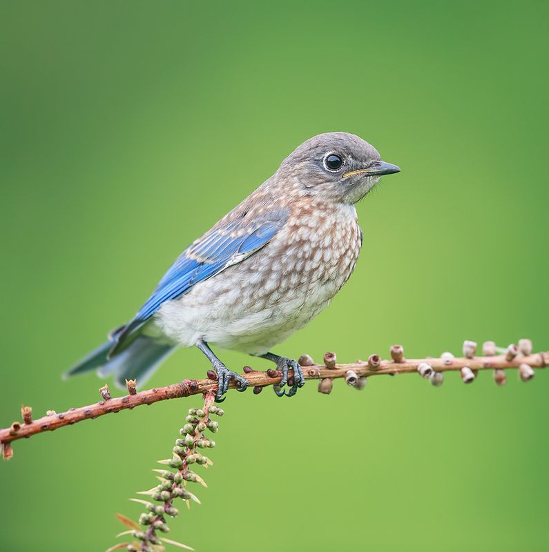 восточная сиалия, eastern bluebird,bluebird juvenile. Bluebird - cлеток, Восточная сиалияphoto preview
