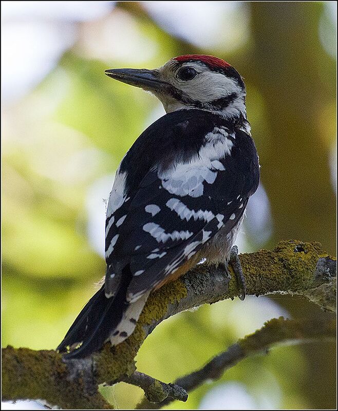 москва, июль, парк, большой пёстрый дятел *  *  *photo preview