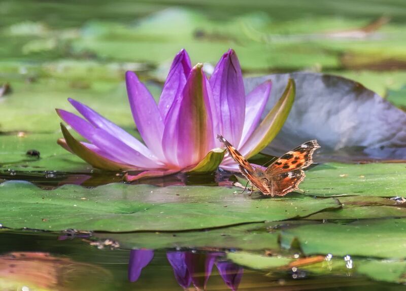 кувшинка, лилия, бабочка, крапивница, Лилия и бабочка (3 ФОТО)photo preview