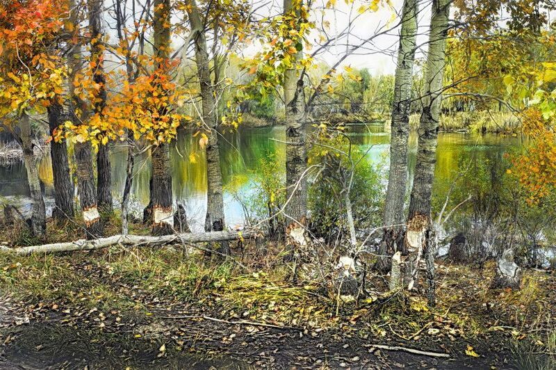 Бобровая столовая фото превью