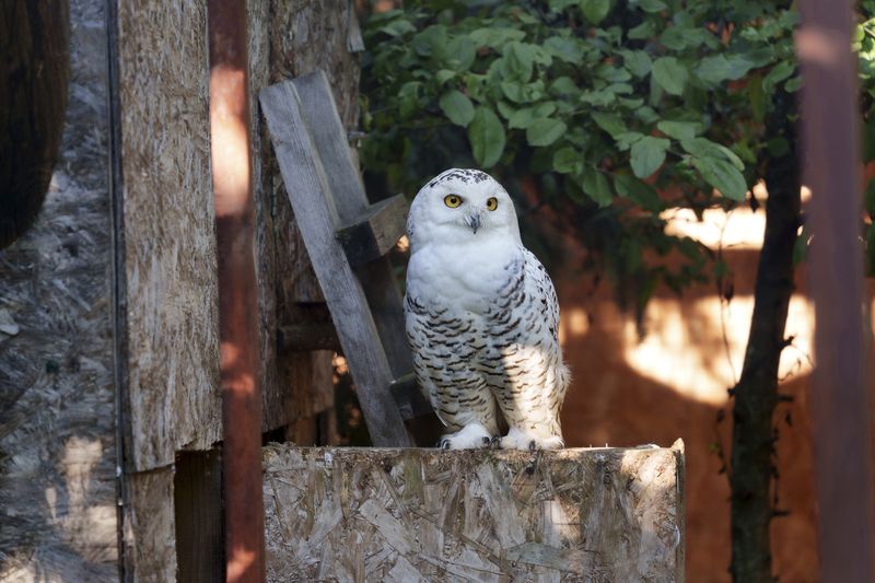 У вас есть мыши? Тогда лечу к вам!photo preview