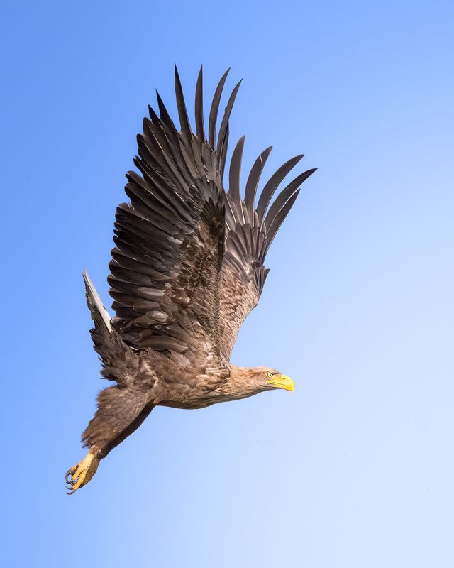 птицы, полёт, природа, орлан, белохвост, хищник, birdwatching, birds Орлан - бросокphoto preview