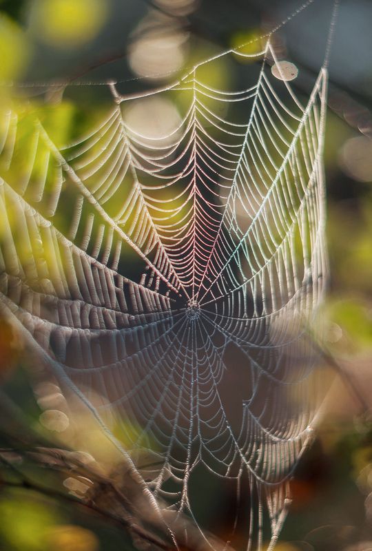 паутинка, лето photo preview