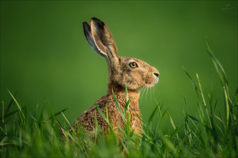 заяц-русак, русак, lepus europaeus В утренней росе ..photo preview