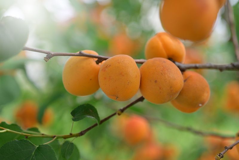 Абрикос-облепихаphoto preview