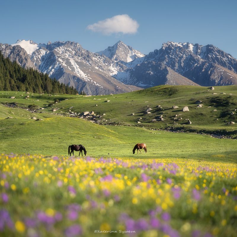 Киргизская пасторальphoto preview