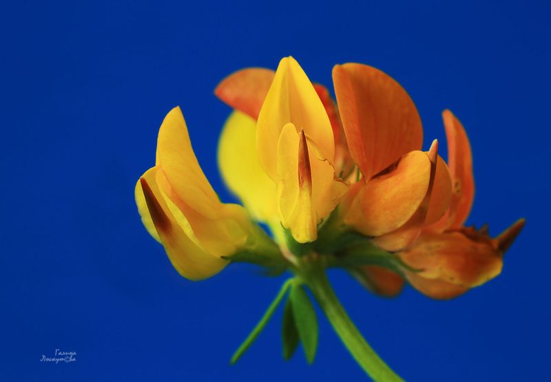 ледвянец, цветок, синий фон, макро Ледвянецphoto preview