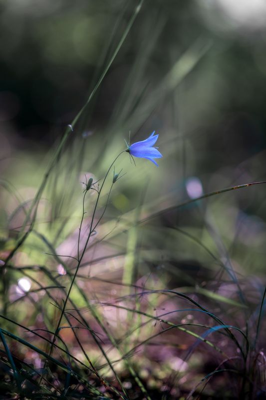 природа, цветок, колокольчик, макро, растение Одиночество фото превью