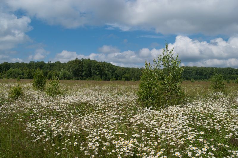 лето, поле, ромашки Ромашковое полеphoto preview