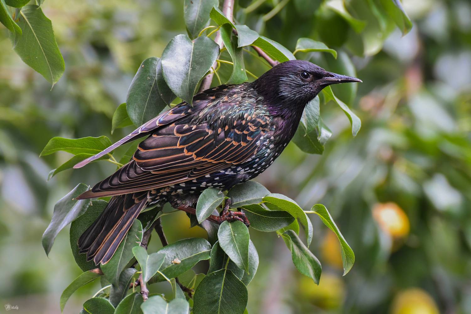 Скворец. Автор: Наталья Екимова , Наталья Екимова