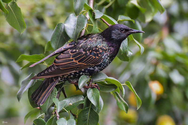 Скворецphoto preview