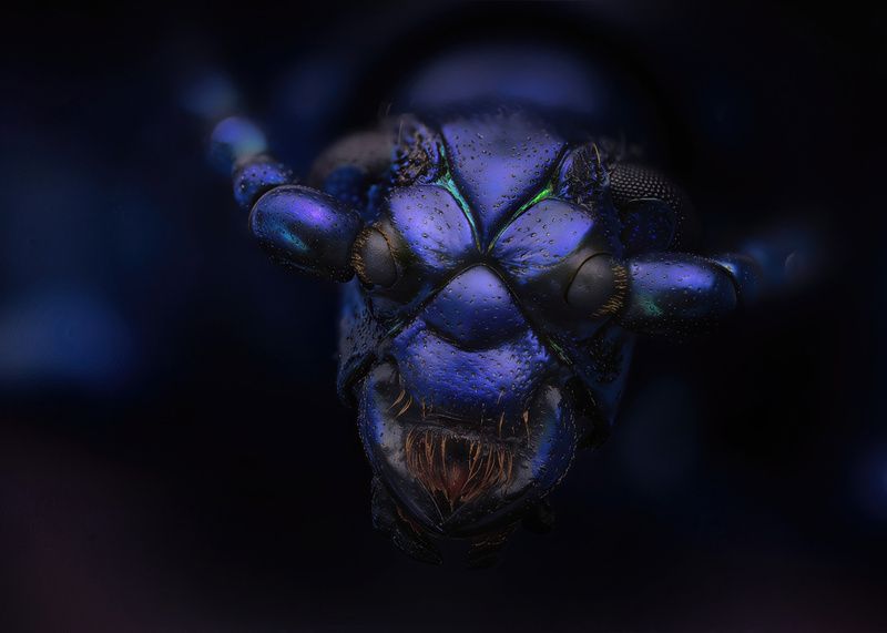 coleoptera, chrysomelidae, sagra femorata Листоедphoto preview