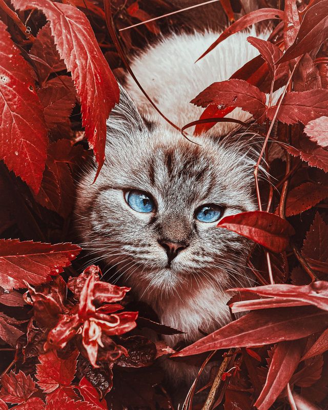 фото превью