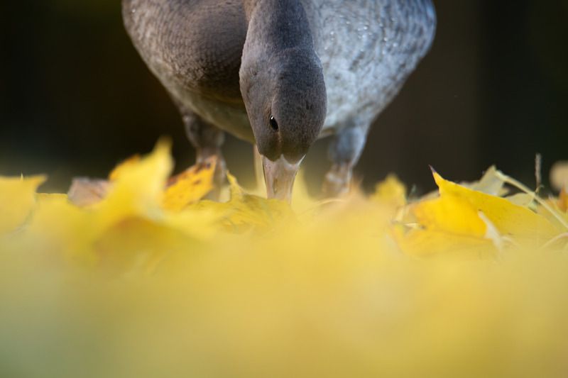 гусь, белолобый, белолобый гусь, гуси, птица, птицы, миграция, дикая природа, птицы россии В огнеphoto preview