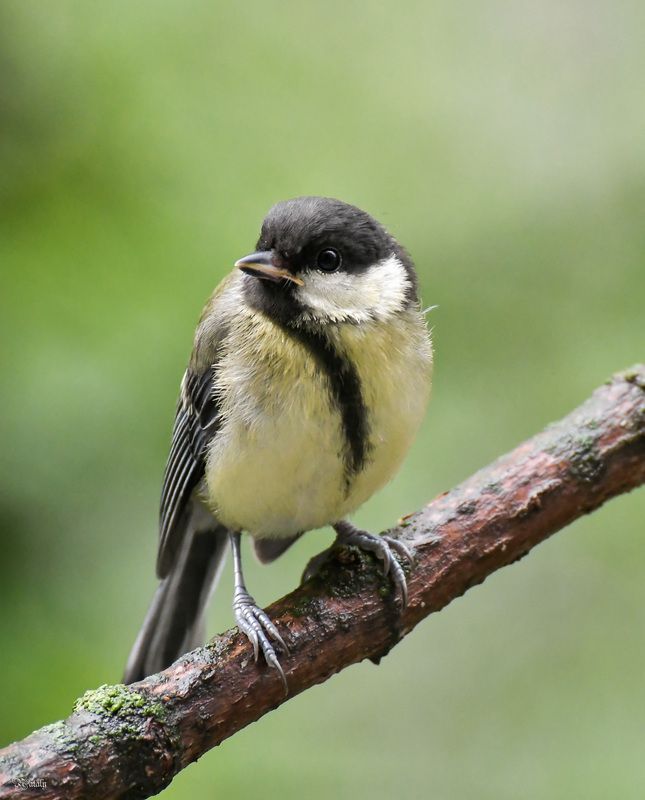 Ми - ми - мишка)photo preview