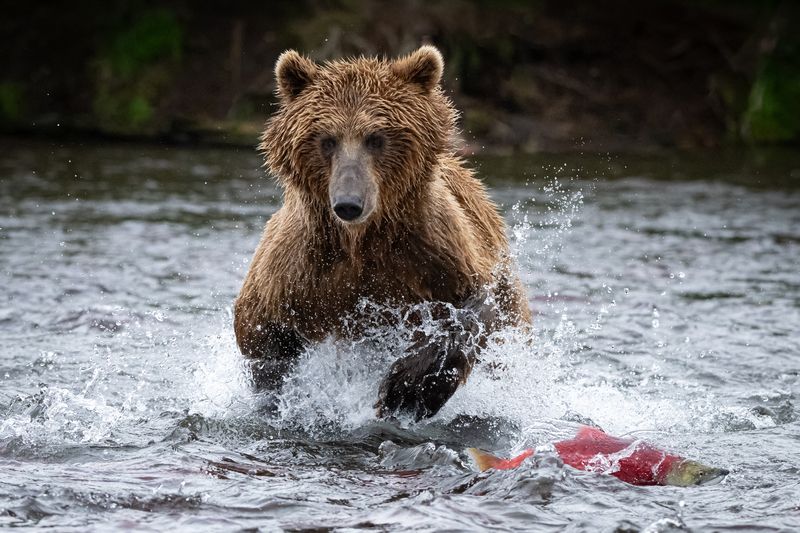 Камчатка, рыбалка, медведь, хищник, рыба Ух, поймаю!photo preview