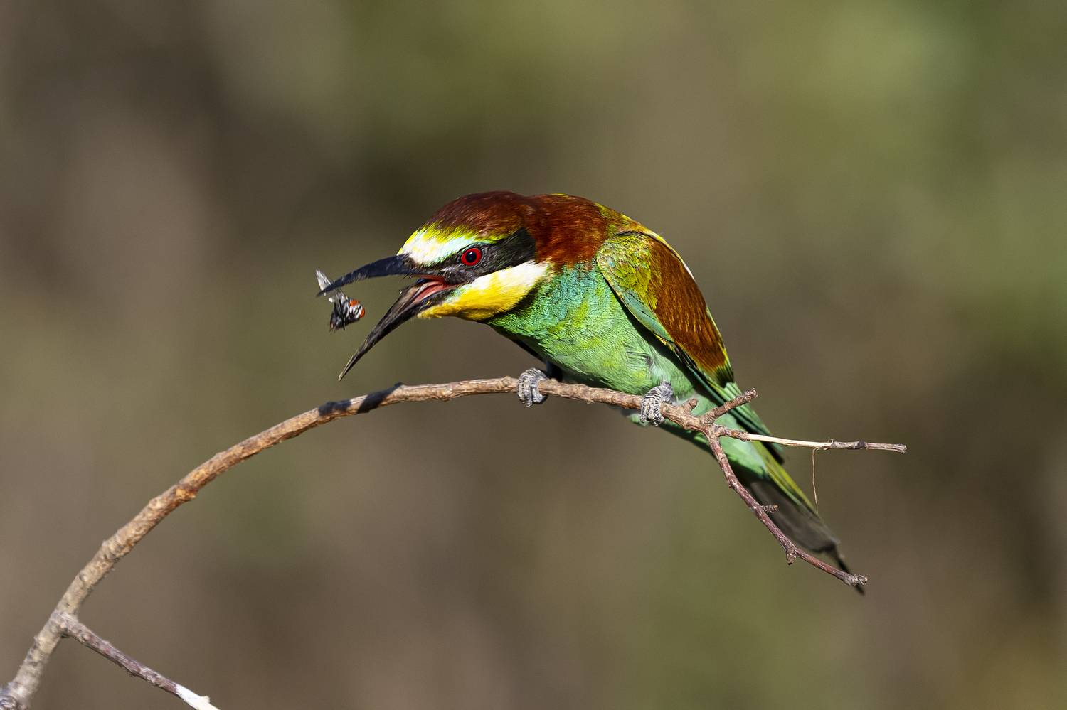 природа, Валерий Черняк