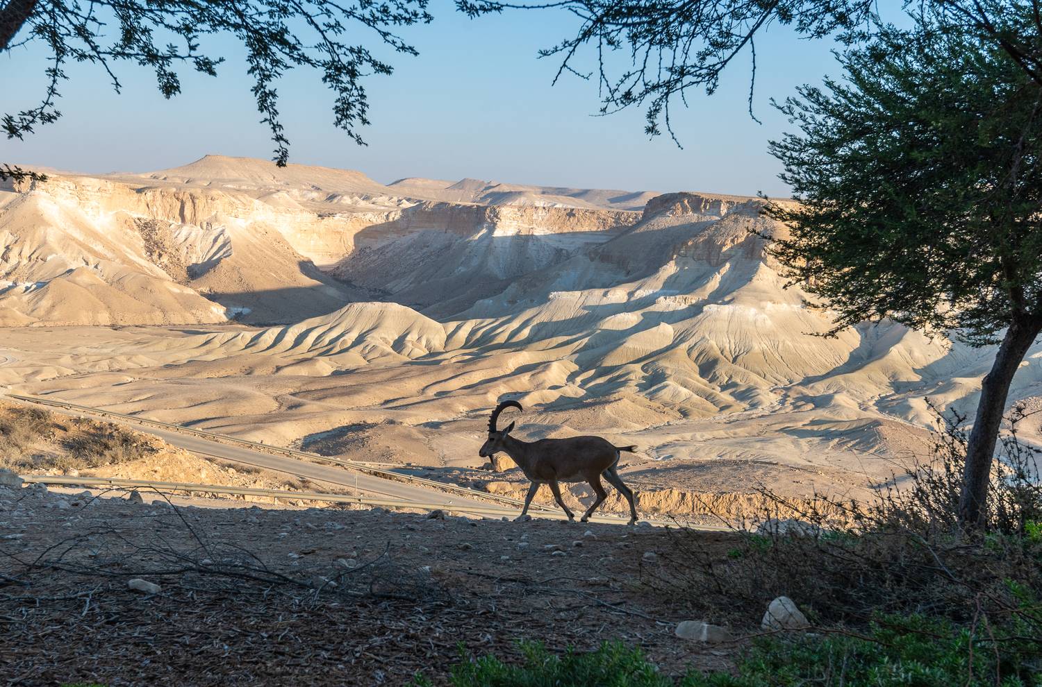 В пустыне. Автор: Vladimir Bragilevsky , Vladimir Bragilevsky