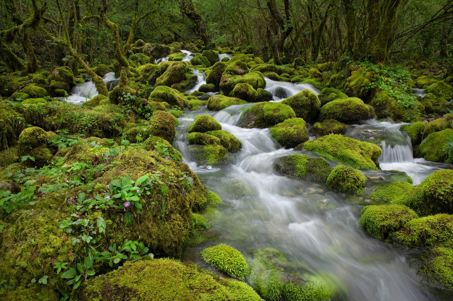 Shurubumu. Автор: Bessarion Chakhvadze , Bessarion Chakhvadze