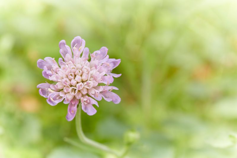 цветок Лесной цветочекphoto preview