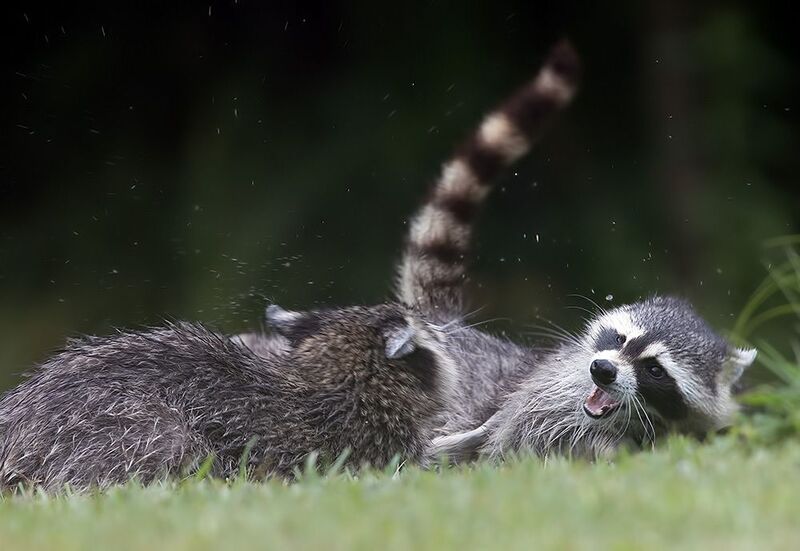 енот обыкновенный, енот-полоскун, raccoon, енот, дикие животные, животные, animals Енот-полоскун -Raccoonsphoto preview