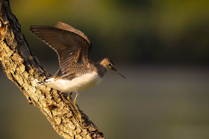 Tringa ochropusphoto preview