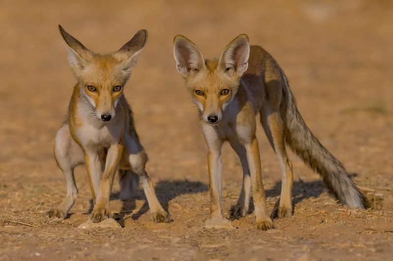 Foxs фото превью