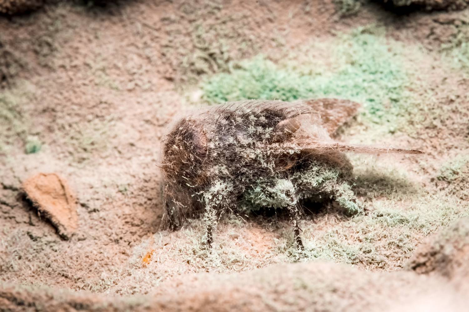 Insect version of \"The Last of Us\". Автор: Stephane макрофото, макрофотографии, фотомакро, насекомые, макромир, макрофотограф, макроаддикт, макро_мир, naturelovers, naturelover, naturephotography, macrolove, macro_love, biodiversity, macrophotography, macro, macronature, entomology, arthropods, arthropod, , Stephane