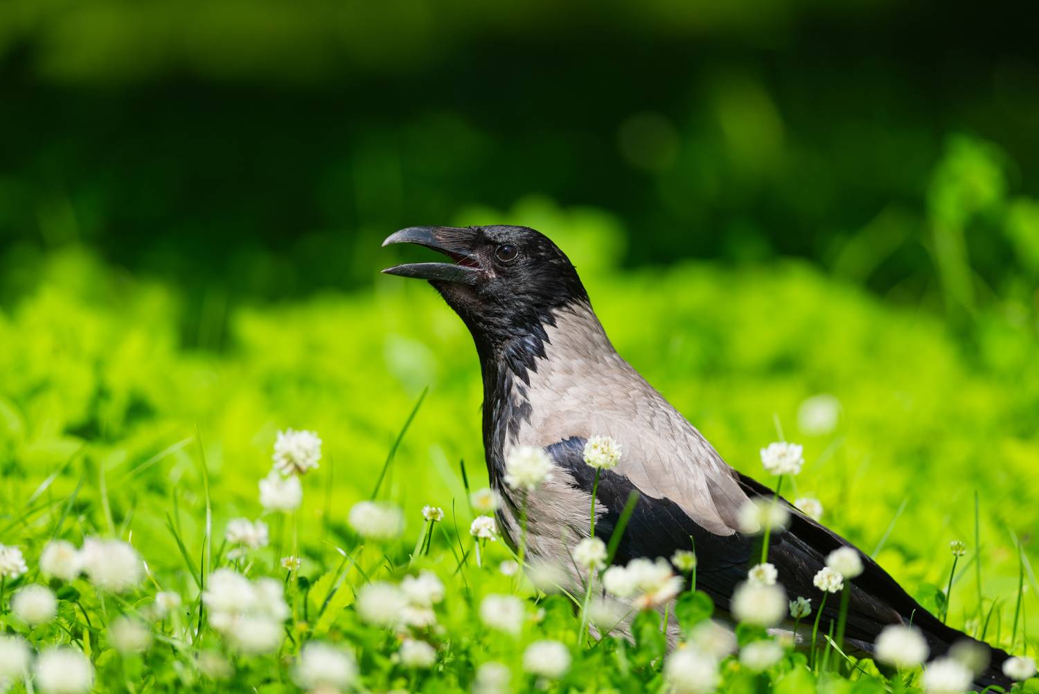 Цветущий. Автор: Воронов Денис ворона, серая ворона, птица, птицы, санкт-петербург, петербург, спб, лес, парк, лето, солнце, цветы, Воронов Денис