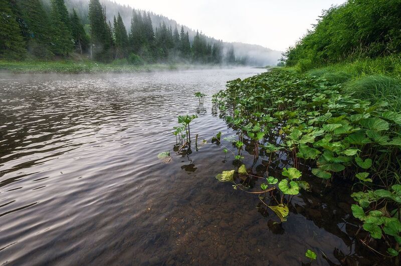 пермский край, пейзаж, рассвет, красота природы, поле, лето, река, природа, дикая природа, койва, лес, усть-койва Утро на Койве фото превью