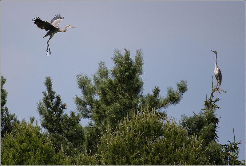 москва, июнь, парк, цапли серые *  *photo preview