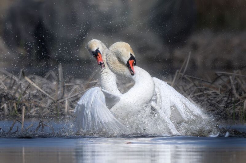 птицы, полёт, лебедь, birdwatching, birds, swan Битваphoto preview