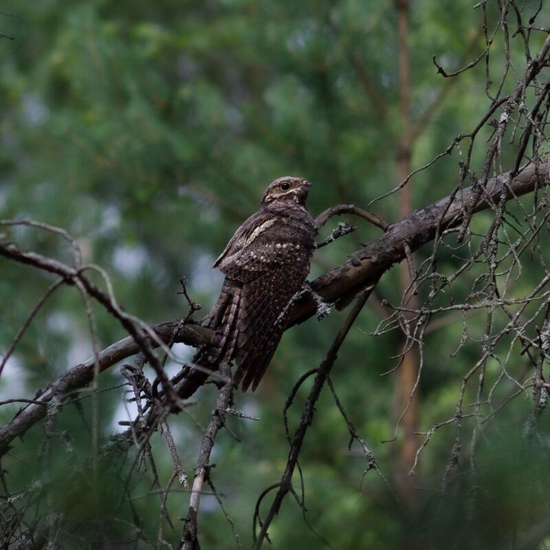 Козодойphoto preview